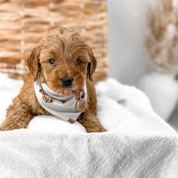Hattie's Last Chapter- Bookmark - Apricot male Goldendoodle puppy in Russell Springs, Kentucky from Milk & Honey Doodles