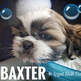 Shih Tzu Puppies from Loyal Shih Tzu
