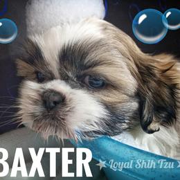 Shih Tzu Puppies from Loyal Shih Tzu