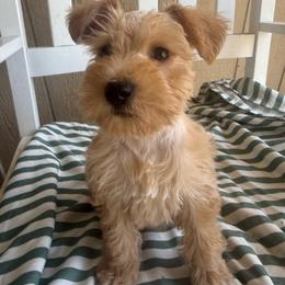 Java - Wheaten male Miniature Schnauzer puppy in Fort Worth, Texas from Sissy’s Schnauzers