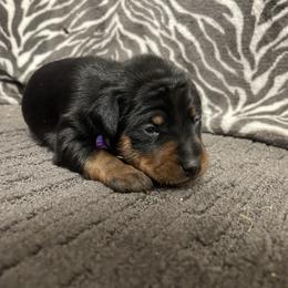 Pixie - Black and rust female Miniature Pinscher puppy in Lancaster, Missouri from White Stone Ranch