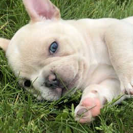 French Bulldog Puppies from Roughneck Frenchies