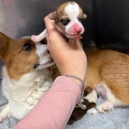 Dolly - Red female Pembroke Welsh Corgi puppy in Tucson, Arizona from Soqui Ortiz Cattle Ranch
