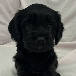Macey - Black female Cavapoo puppy in Pensacola, Florida from Pensacola Blue Cavapoos