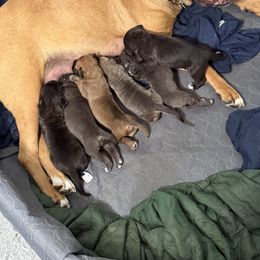 Cane Corso Puppies from Mostro Legacy Kennel
