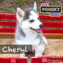 Pomsky Puppies from Brent Bauer