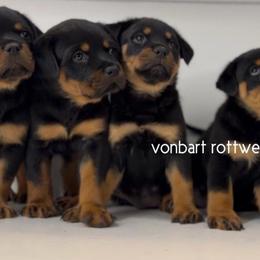 Rottweiler Puppies from Vonbart Rottweilers