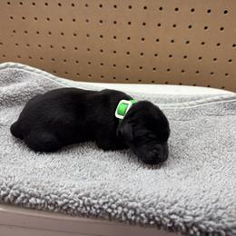 Green - Black male Labrador Retriever puppy in Derby, Kansas from Wheatland Retrievers
