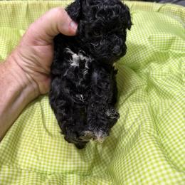 Spot - Black male Poodle puppy in Florence County, South Carolina from Modern Family Standards