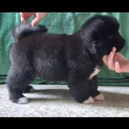 Poppy - Black, silver undercoat female Akita puppy in Granbury, Texas from Folklore Akitas