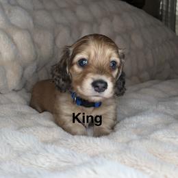 King - Cream male Dachshund puppy in Rochester Hills, Michigan from Holiday Dachshunds
