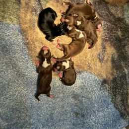 Girl 1 - Red tri-color female Miniature American Shepherd puppy in Tiskilwa, Illinois from First Harmony Farms