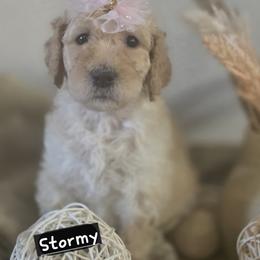 Stormy - Apricot female Goldendoodle puppy in Jourdanton, Texas from More Doodles to Love (Formerly Bridges to Love)
