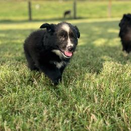 Tigger - Black tri male Miniature Australian Shepherd puppy in Smiths Grove, Kentucky from Kyn's Kennel