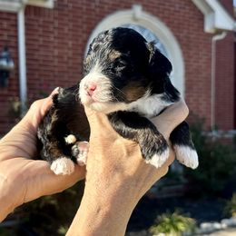 Girl 3 - Tri-color female Bernedoodle puppy in Royse City, Texas from Platinum Bernedoodles of Texas