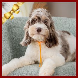 Steve - Merle male Cockapoo puppy in Connersville, Indiana from Deaz Doodle Ranch