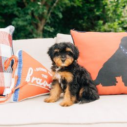 Cadbury - male Australian Mountain Doodle puppy in Murray, Utah from Sun Valley Doodles