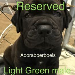 Light green collar male - Black male Boerboel puppy in Rockford, Illinois from Adoraboerboels
