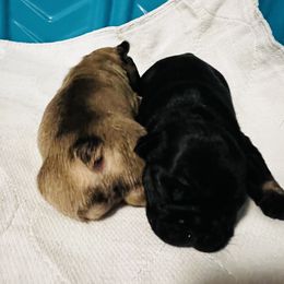 French Bulldog Puppies from Stratton Kennel