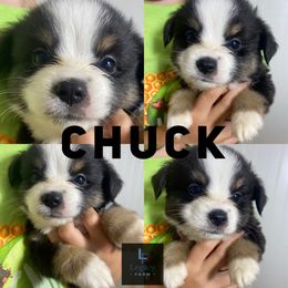 Chuck - Black tri male Toy Australian Shepherd puppy in Knoxville, Tennessee from Legacy Farm