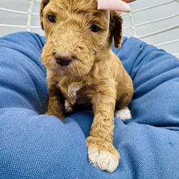 Goldendoodle and Poodle Puppies from New Moon Farm Canines