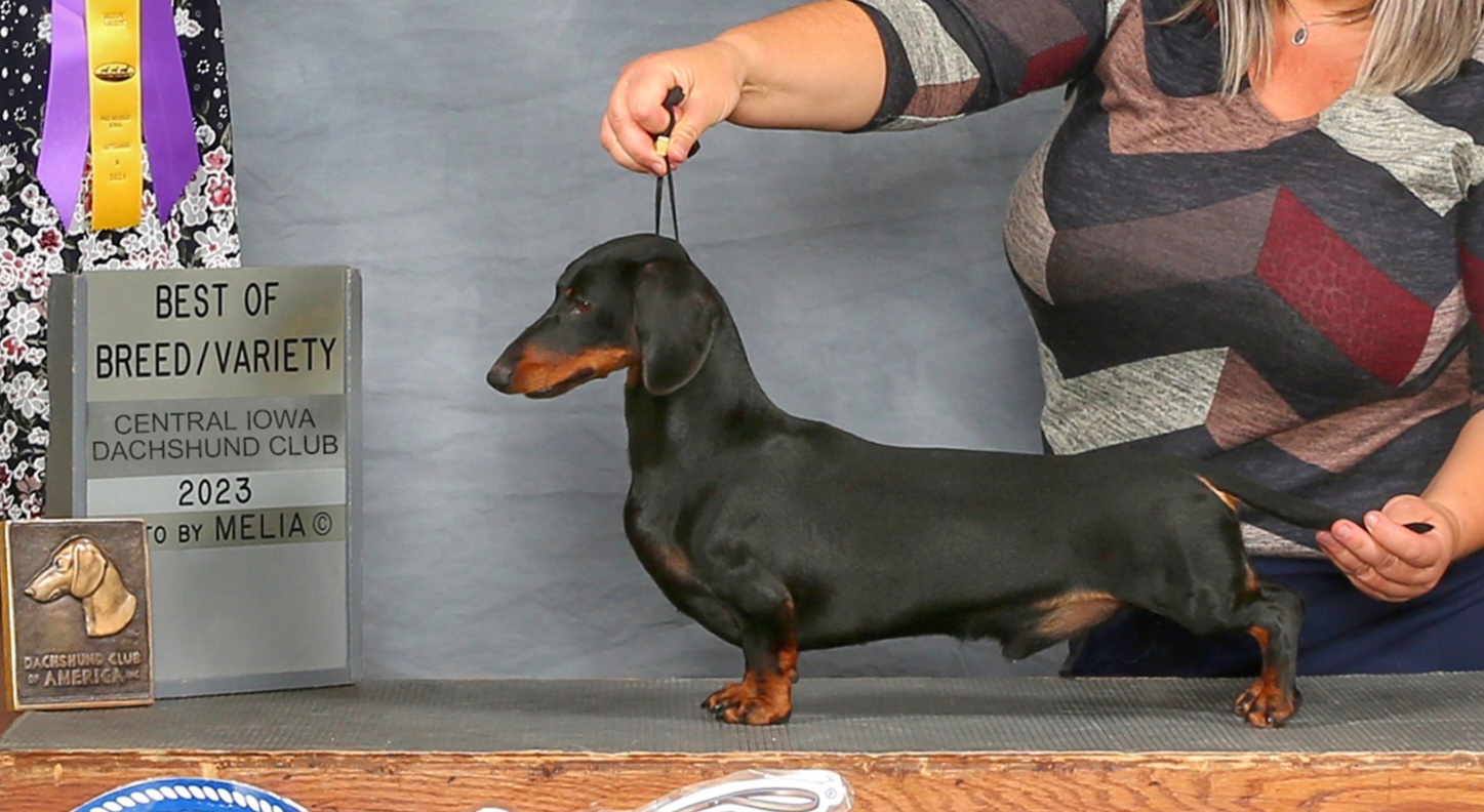 Felix - Dachshund