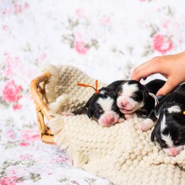 Bernedoodle and Goldendoodle Puppies from Sunnydoodle Utah