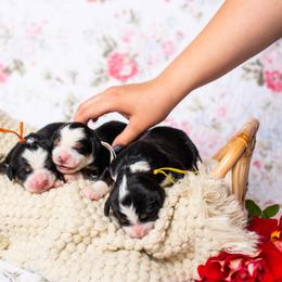 Bernedoodle and Goldendoodle Puppies from Sunnydoodle Utah
