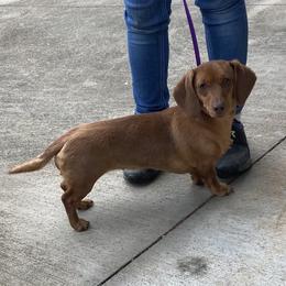 Flower - Dachshund