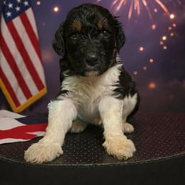 Bernedoodle Puppies from Goldhaly Peach Doodles