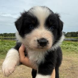 Onyx - Black tri-color male Australian Shepherd puppy in Iola, Texas from MK Aussies