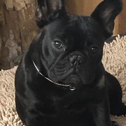 French Bulldogs from Pamela's French Bulldogs