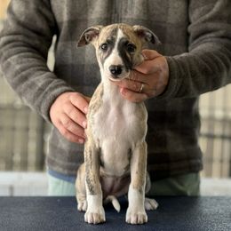 Frigg - Fawn brindle Whippet puppy in Broomtown, Alabama from Hounds of Christeva