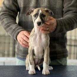 Frigg - Fawn brindle Whippet puppy in Broomtown, Alabama from Hounds of Christeva