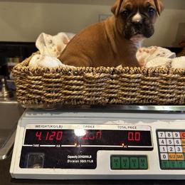 Boxer Puppies from Vincent's Pride Boxers ~ Dudley's Dream Boxers