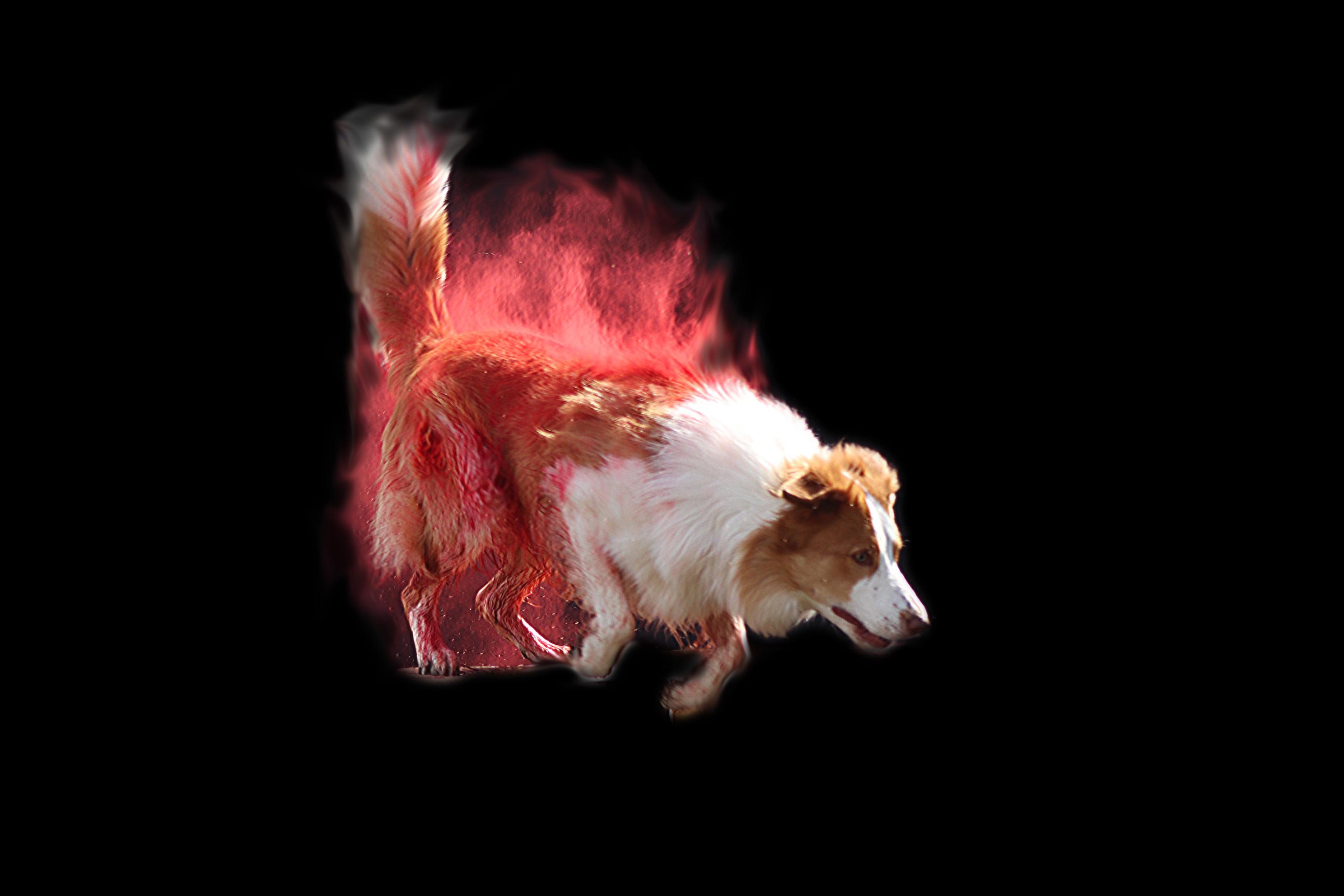 Bo