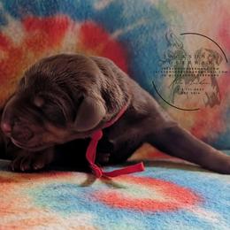 Red Collar - Sapphire x Sage Litter - Red and rust male Doberman Pinscher puppy in Spencer, Indiana from Jackson's Dobermans