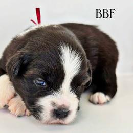 Pink collar - Black tri female Miniature Australian Shepherd puppy in Brooker, Florida from Triple Branch Aussies