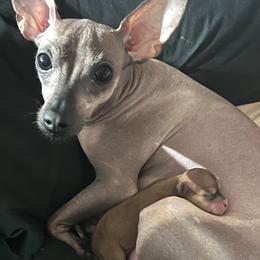 Red Fox - Fawn male French Bulldog puppy in Pahrump, Nevada from Dunromin Farm