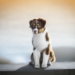 Australian Shepherd Puppies from Cloverdale Australian Shepherds