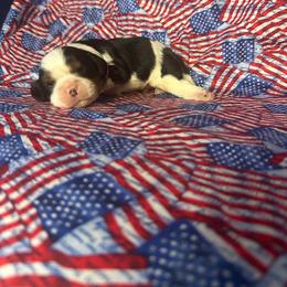 Oreo - Tri-color male Cavalier King Charles Spaniel puppy in Broken Arrow, Oklahoma from Cavalier King Charles Heartland
