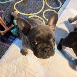 Zelda - Fawn brindle and white female French Bulldog puppy in Neenah, Wisconsin from Mimosa Acres French Bulldogs LLC