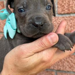 Girl 3 - Gray female Cane Corso puppy in Highland, Illinois from C&I Elite Cane Corso