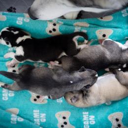 Siberian Husky Puppies from Ivie Huskies