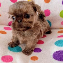 Elvis - Blue male Shih Tzu puppy in Sulpher Springs, Texas from Pams Precious Shih Tzus