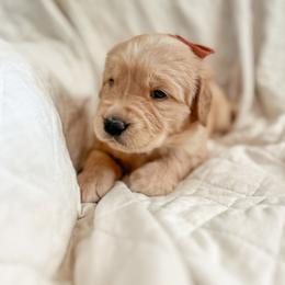 Golden Retriever Puppies from Rose n’ Thistle Farm