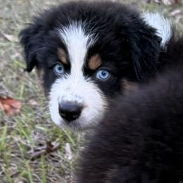 Oakley - Black tri-color female Australian Shepherd puppy in Mc Alpin, Florida from RussKris Farms Aussies