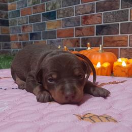 Bentley - Chocolate and tan male Miniature Pinscher puppy in Baton Rouge, Louisiana from Pike's Pups