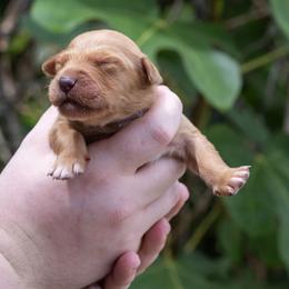 Lavender Girl - Dark golden female Golden Retriever puppy in Gonzales, Louisiana from True Grit Golden Retrievers
