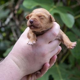 Lavender Girl - Dark golden female Golden Retriever puppy in Gonzales, Louisiana from True Grit Golden Retrievers